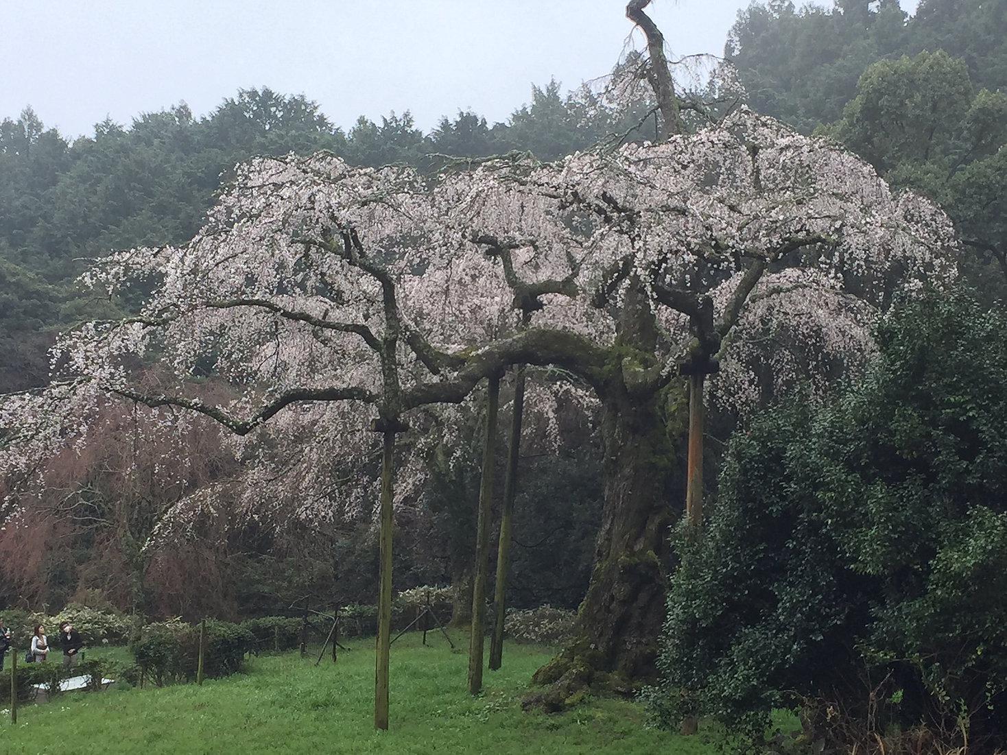 お花見マタニティピクニック　行ってきました♪