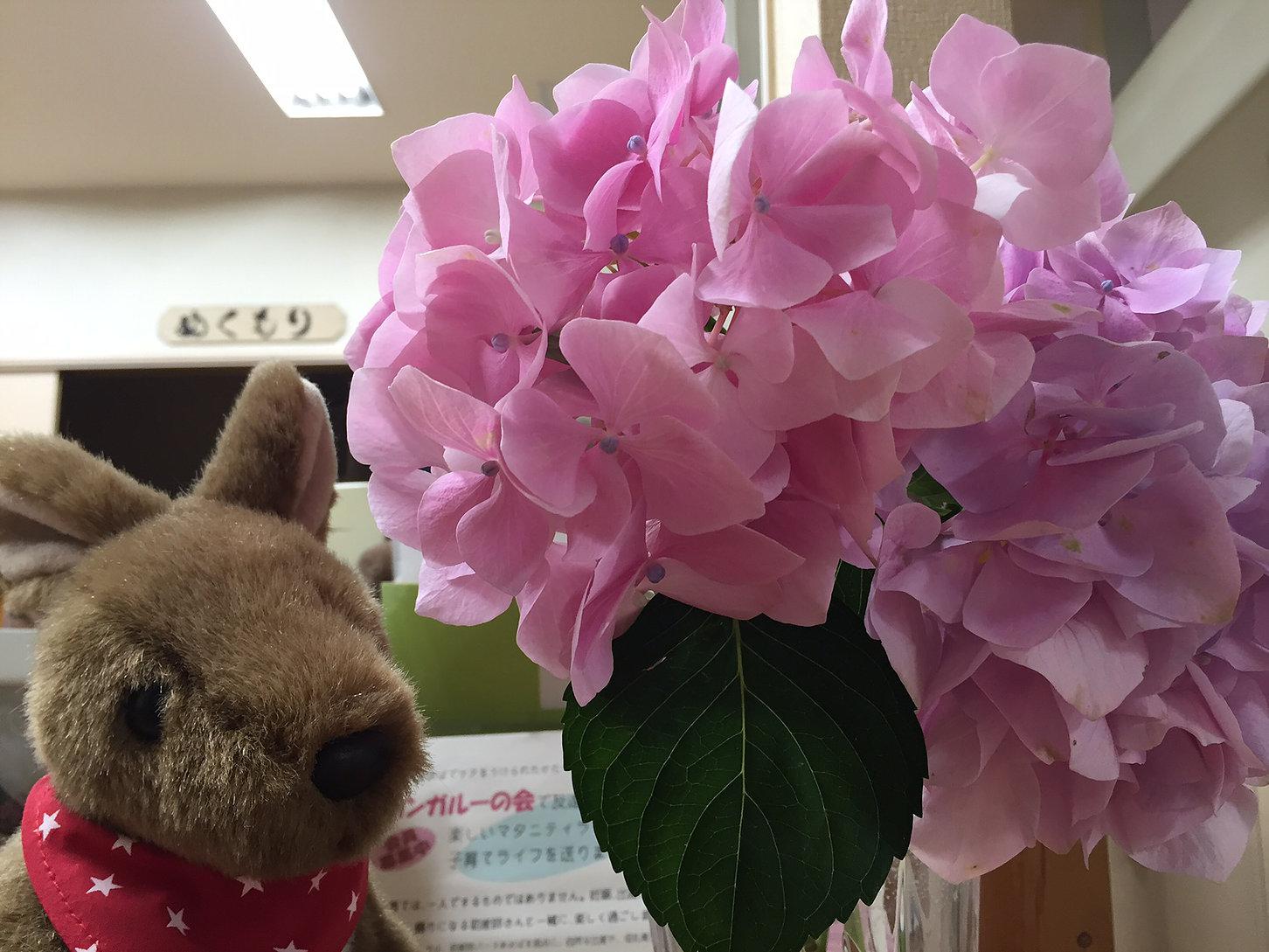  新月・大潮・梅雨入り・紫陽花・ホタル