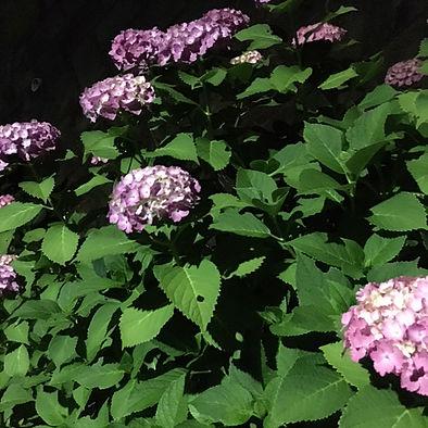 予告ですが、バースのレシピ紹介していきます！