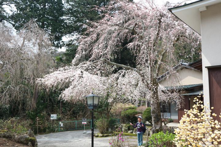 3/24　毎年恒例！「春のマタニティピクニック」