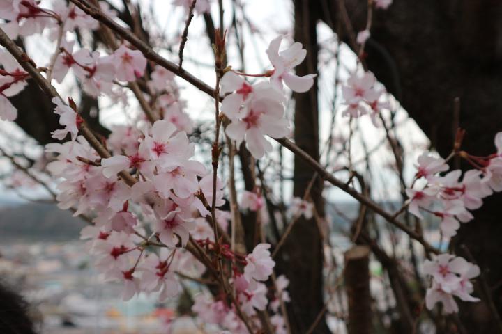 春のマタニティピクニック告知！