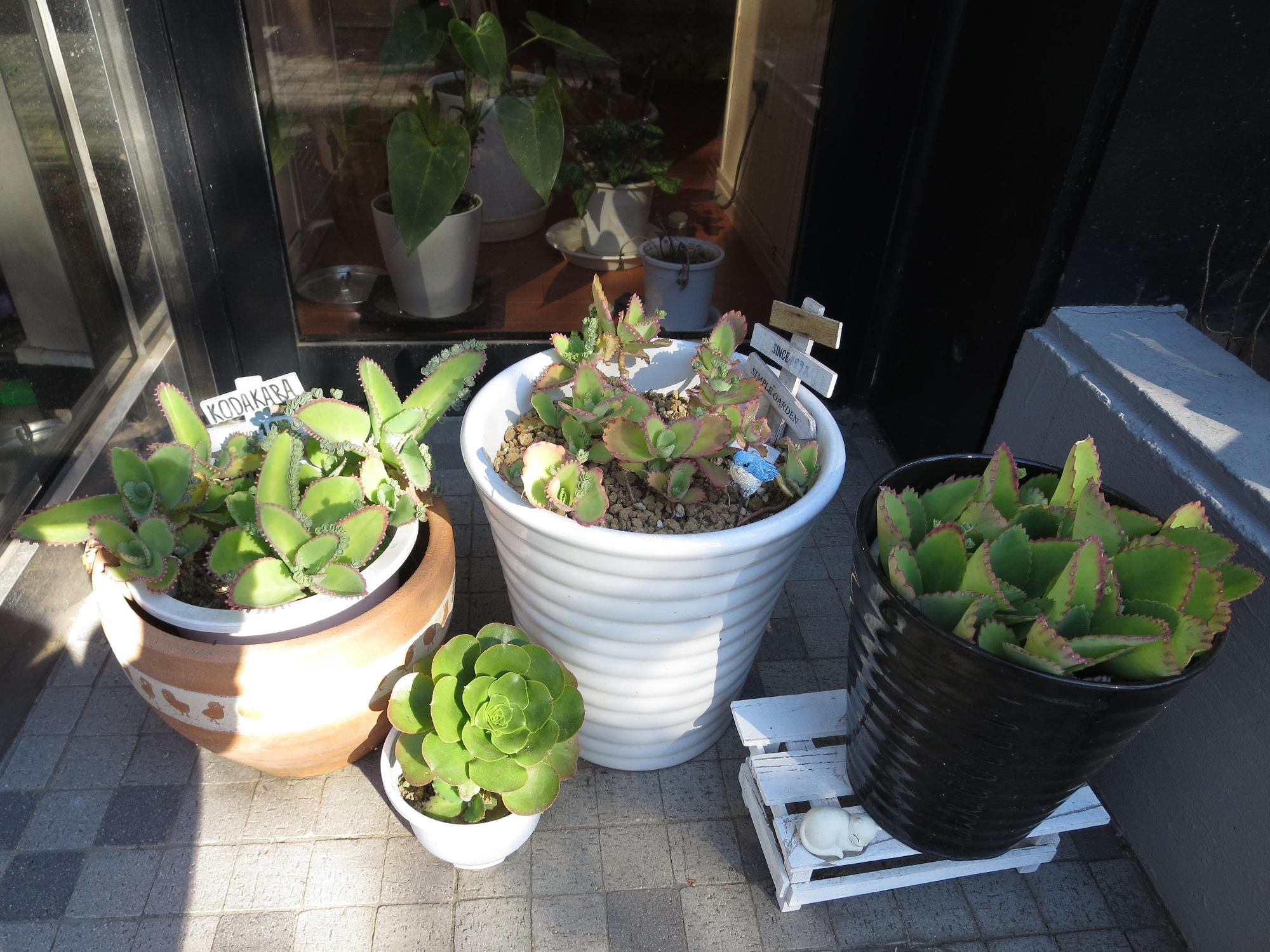 バースあおばのガーデニング？